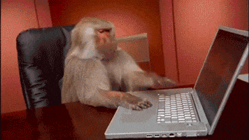 singe sans wifi.gif