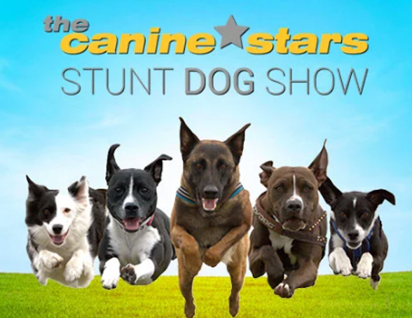 Dogs Rising Stars These Dogs Do Their Own Stunts!