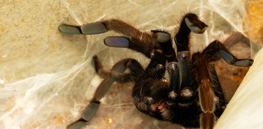 Tarantula.jpg