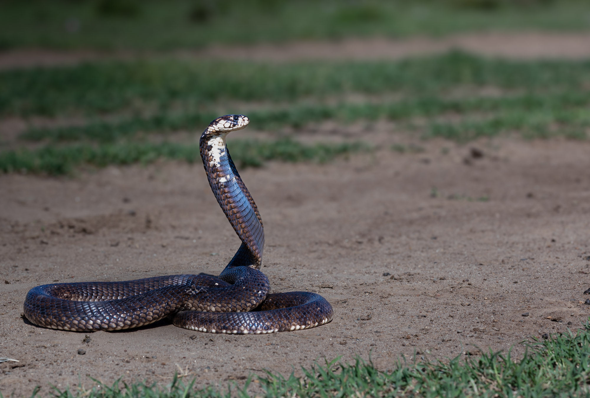 Egyptian cobra