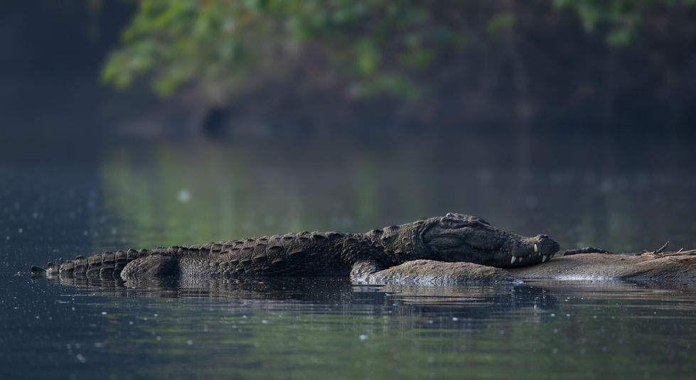 Crocodile