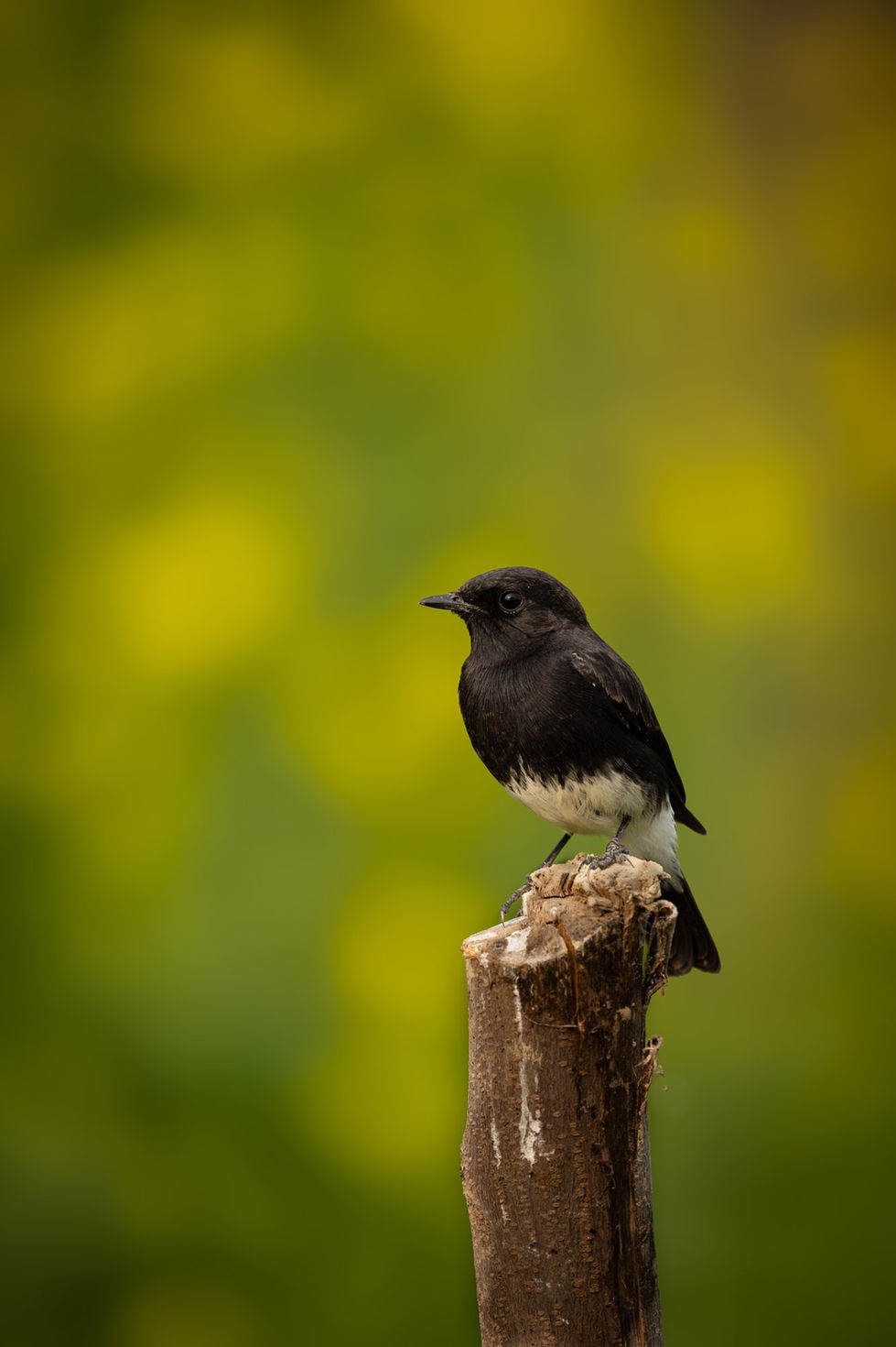 Pied Bushchat