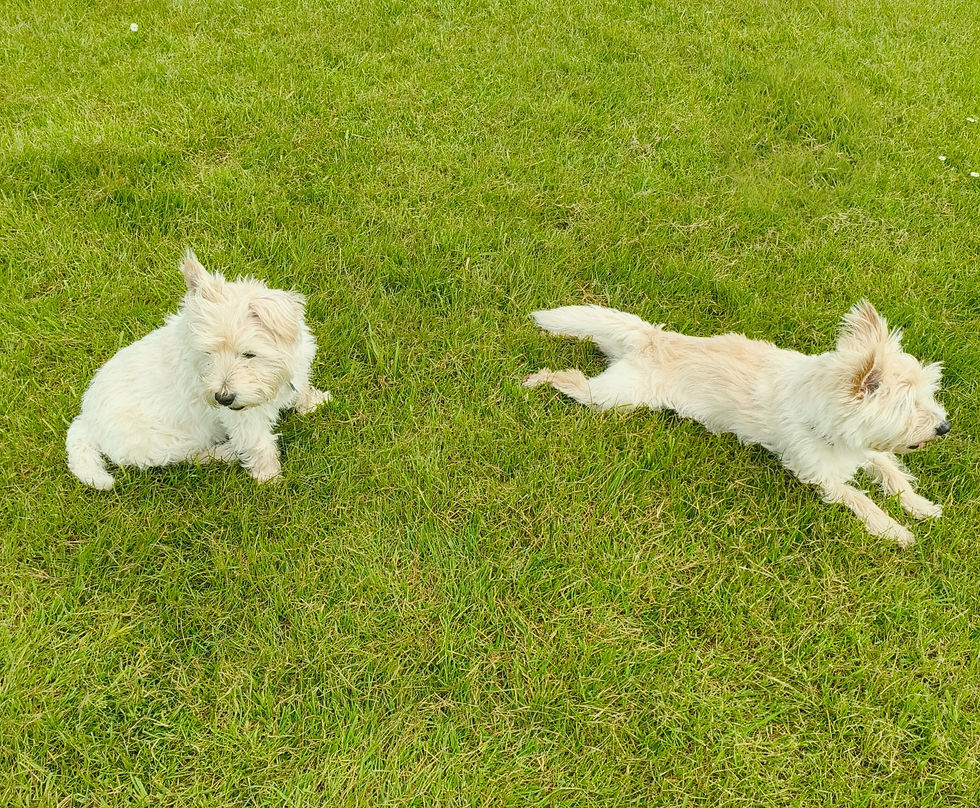 All tired out and enjoying the view