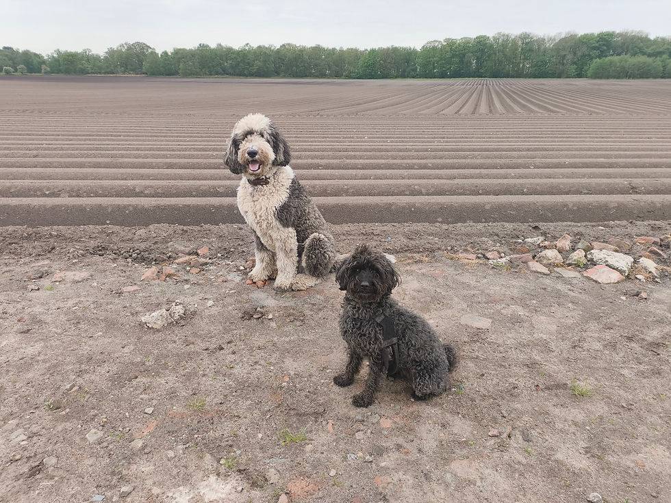 Ralph & Darcy