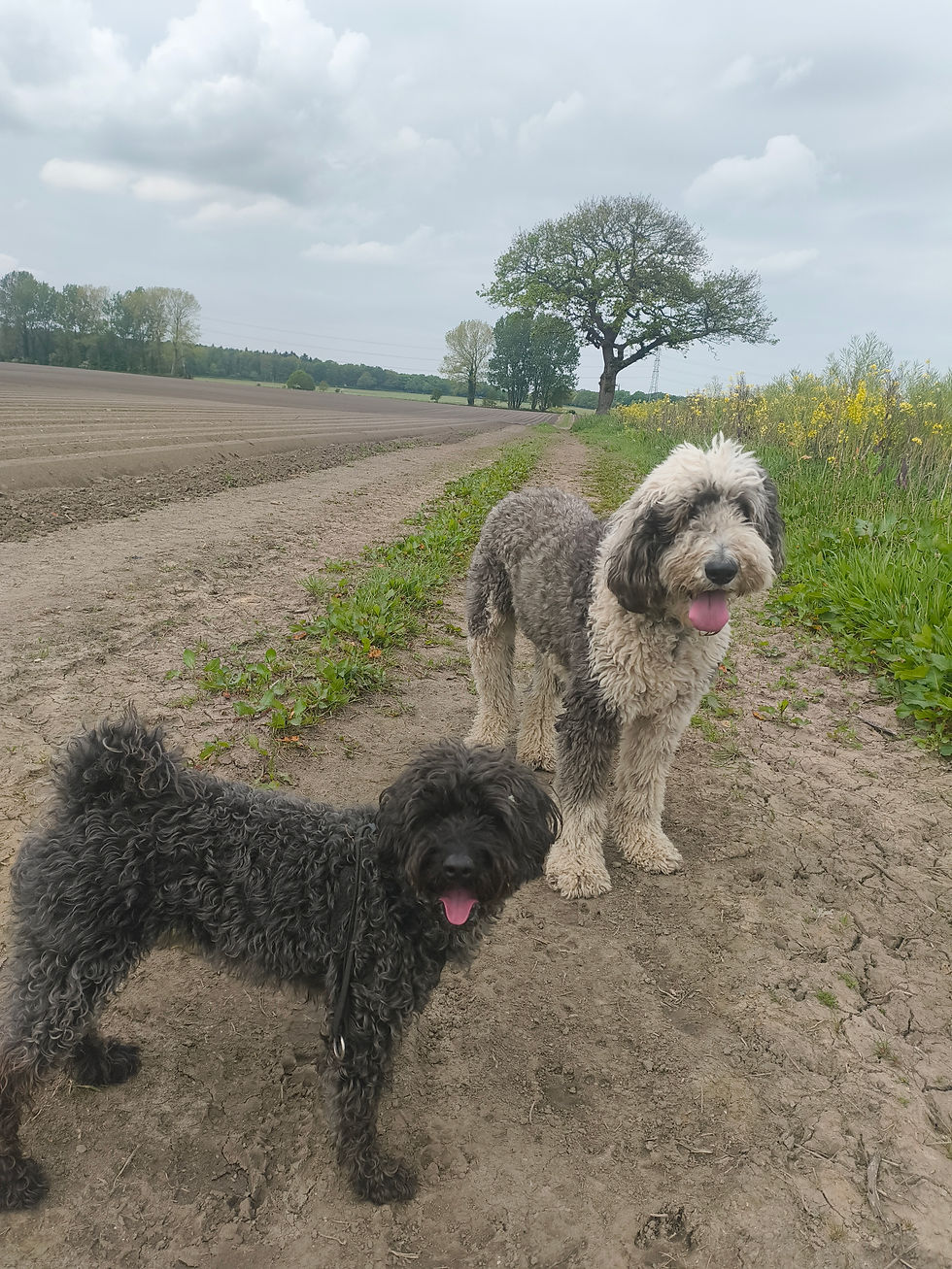 The doodle and poo!!