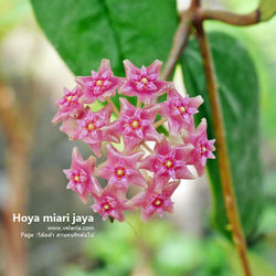 Hoya miari jaya