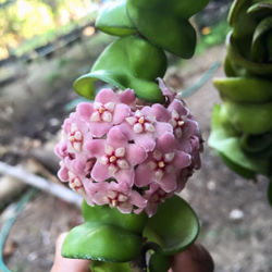 hoya compacta