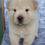 Thumbnail: Chow Chow Puppy