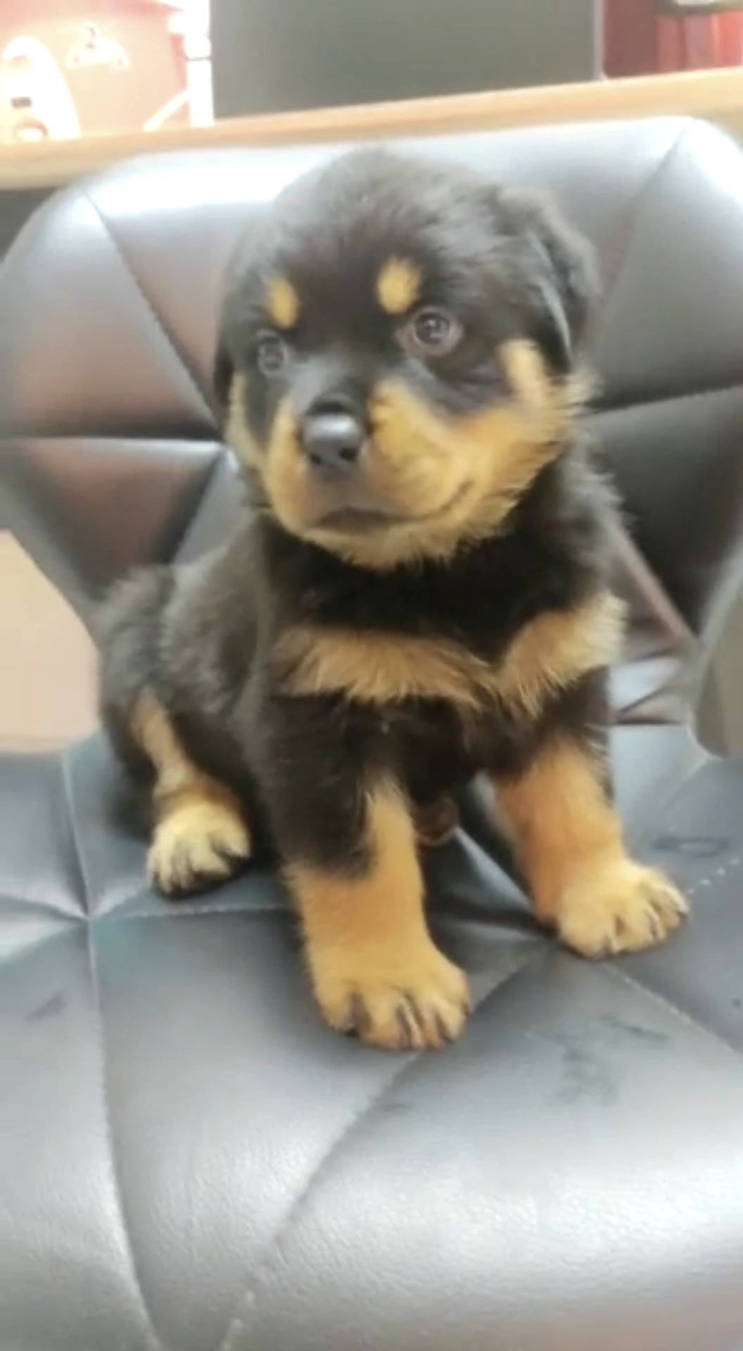 Rottweiler Puppy (Imported lineage)