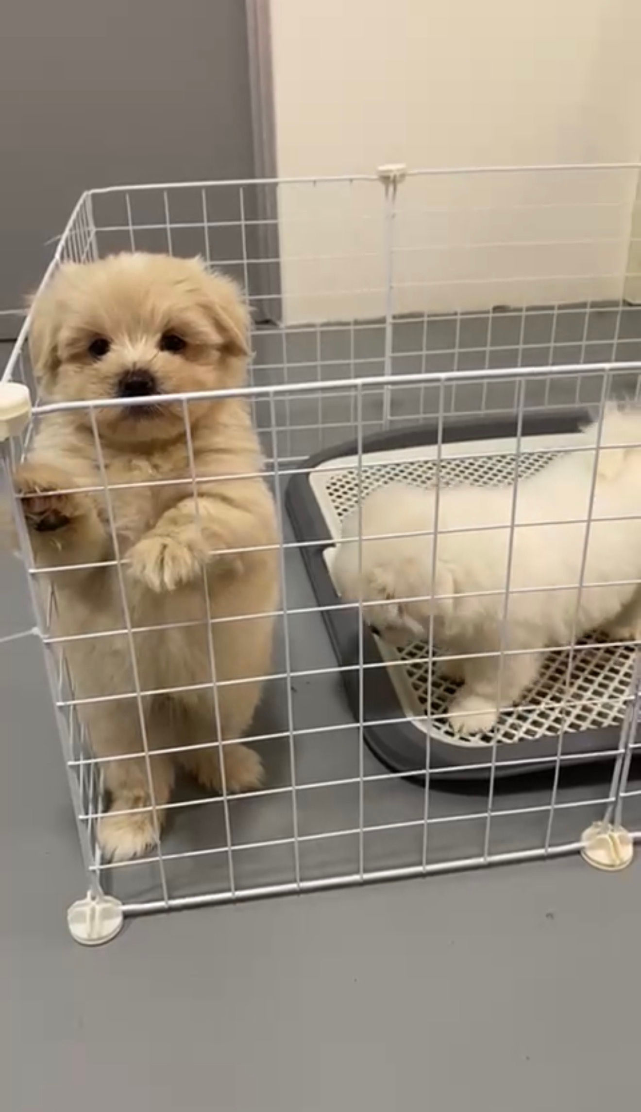 MaltiPoo Puppy