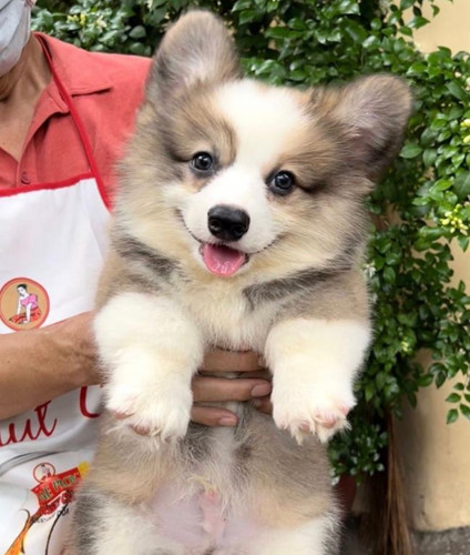 Long Coat Welsh Corgi Puppy (Imported from Vietnam) Puppy For