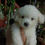 Thumbnail: Bichon Puppy