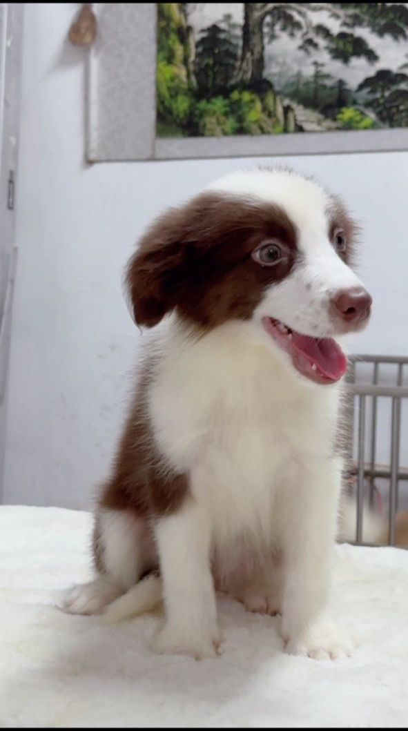 Thumbnail: Border Collie Puppy (Imported from Vietnam)