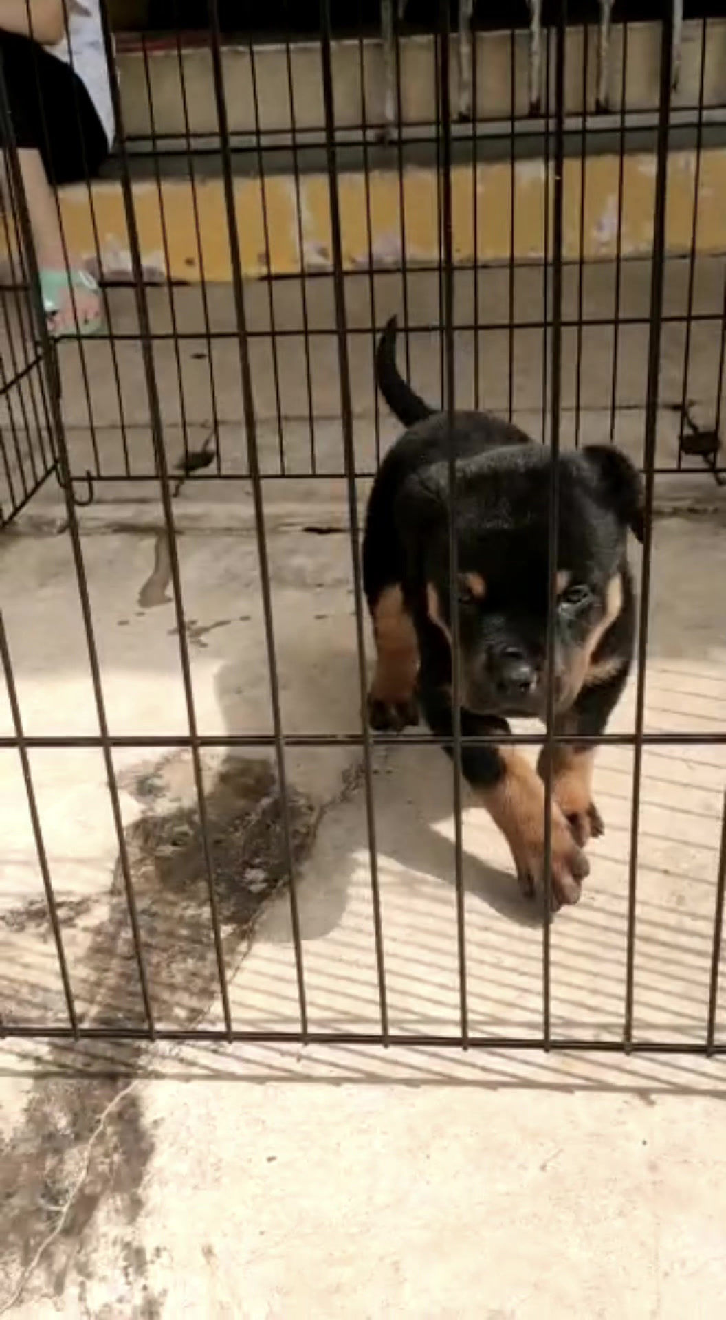 Rottweiler Puppy (Imported & Champion lineage)