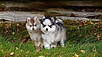 Puppy For Sale Malaysia Pomsky Puppy