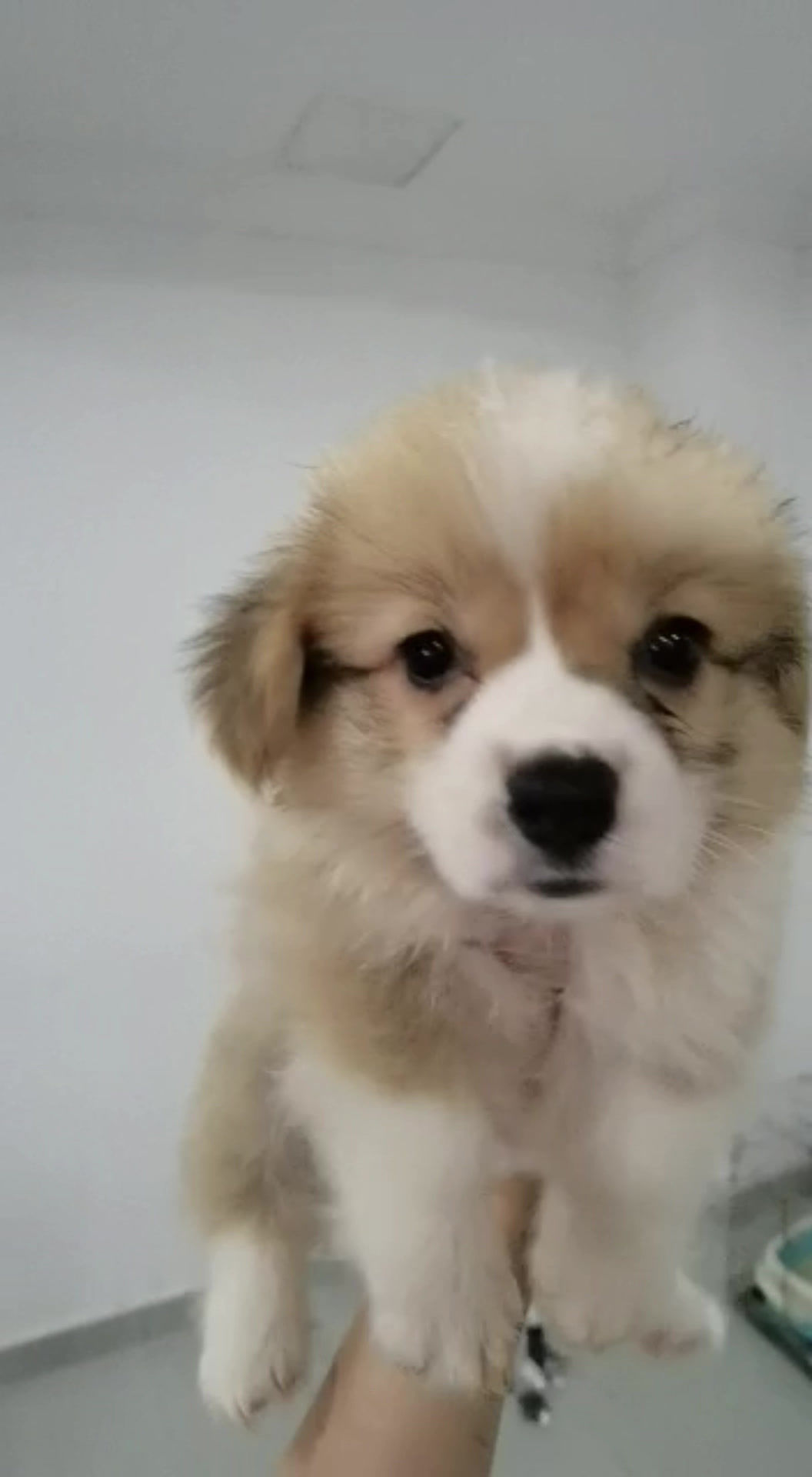 Long Coat Welsh Corgi Puppy