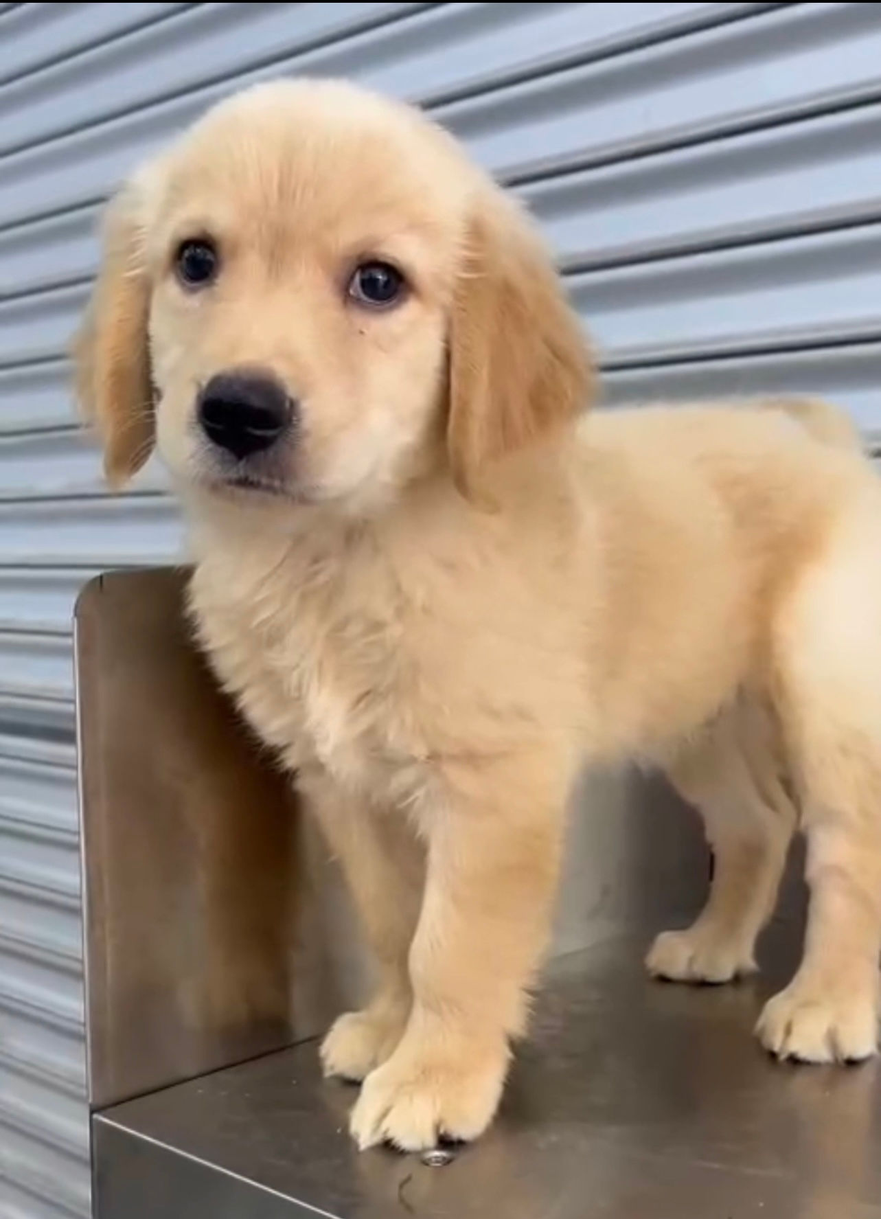 Golden Retriever Puppy