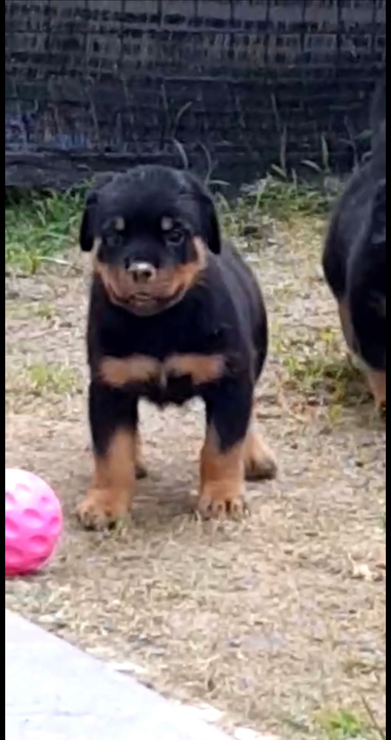 Rottweiler Puppy (Imported lineage)