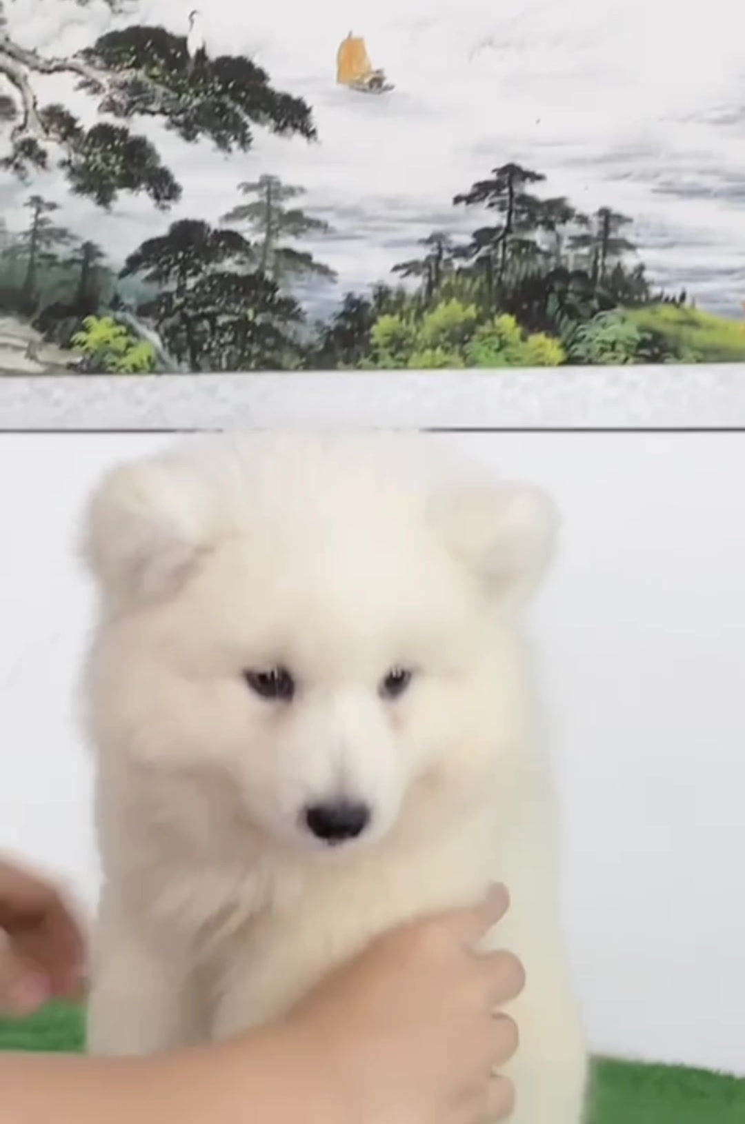 Samoyed Puppy (Imported from Vietnam)