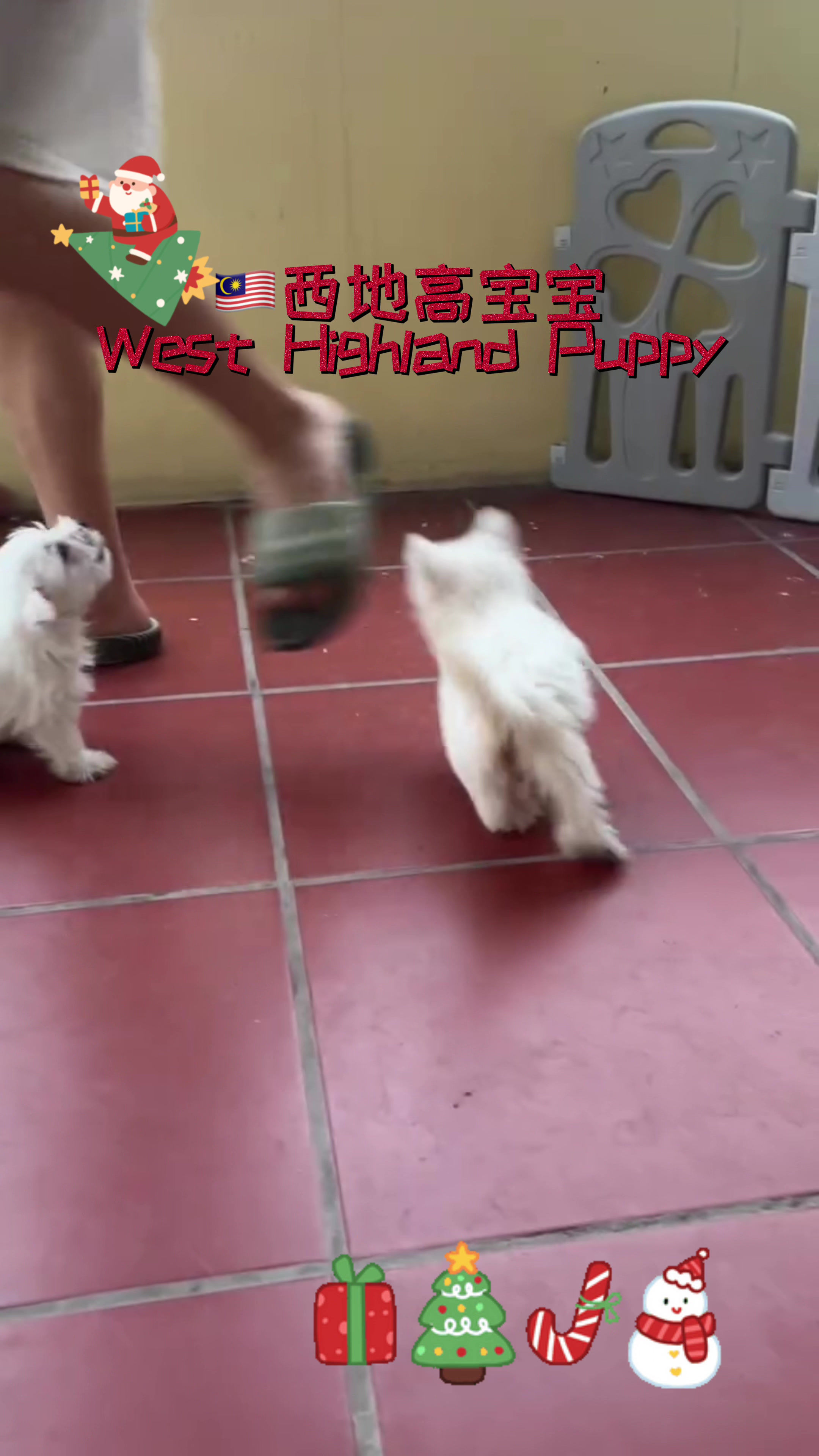 West Highland Terrier Puppy (Imported from Vietnam)(Champion lineage)