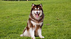 Puppy For Sale Malaysia Alaskan Malamute Puppy