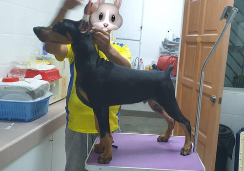 Doberman Puppy (Imported Champion lineage) (Show quality