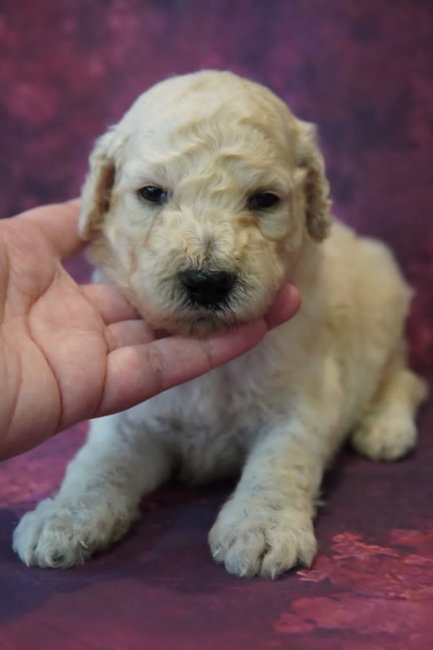 Thumbnail: Standard Poodle Puppy (Male C)