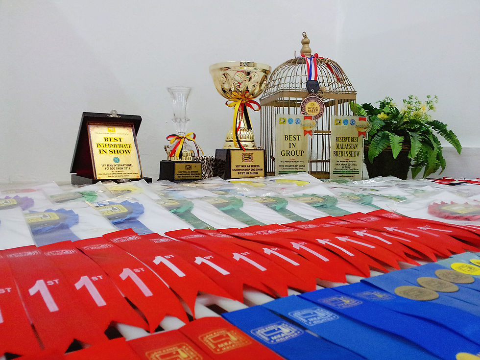 Puppy For Sale Malaysia Award
