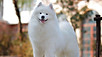 Puppy For Sale Malaysia Samoyed Puppy