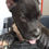 Thumbnail: Cane Corso Puppy (Italian Mastiff Puppy)