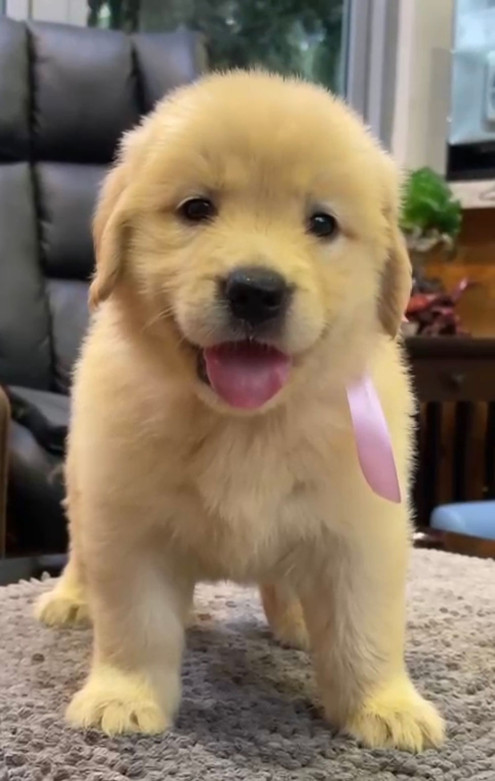Thumbnail: Golden Retriever Puppy (Imported Lineage)