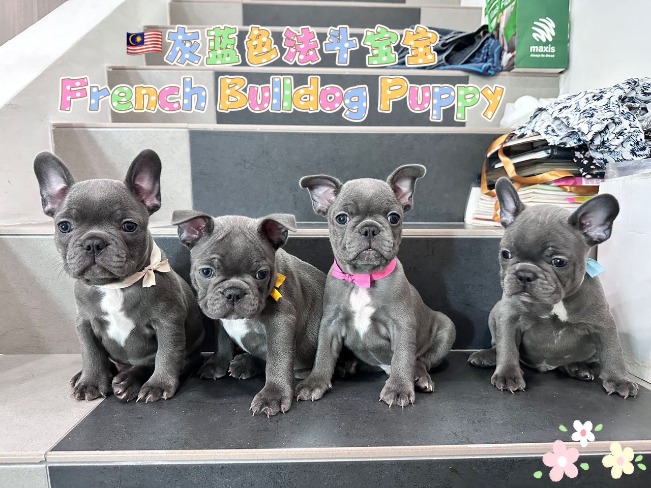 French Bulldog Puppy (Imported Lineage)