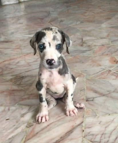 Great Dane Puppy (Harlequin color)