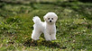 Puppy For Sale Malaysia Bichon Puppy