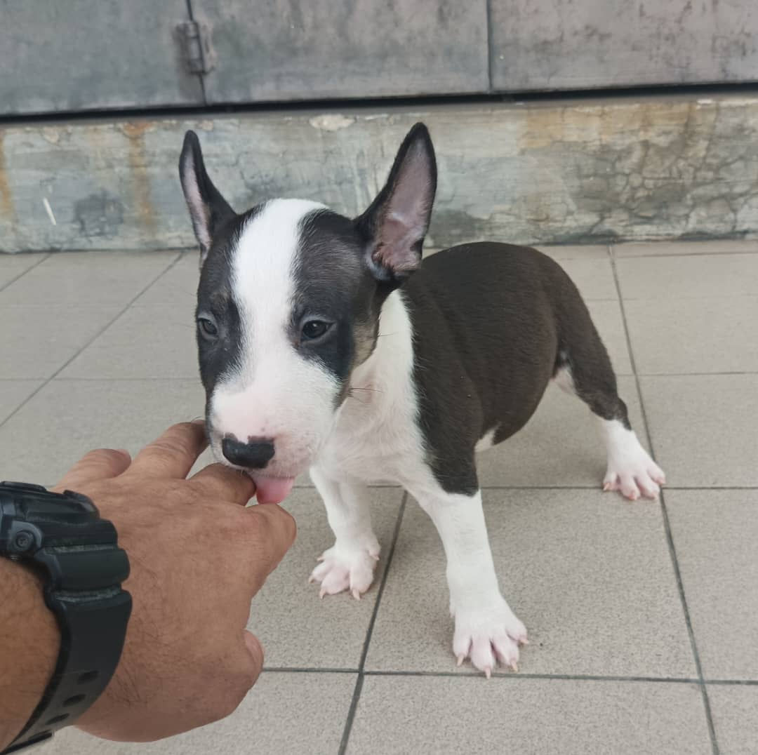 Miniature Bull Terrier Puppy (Male)