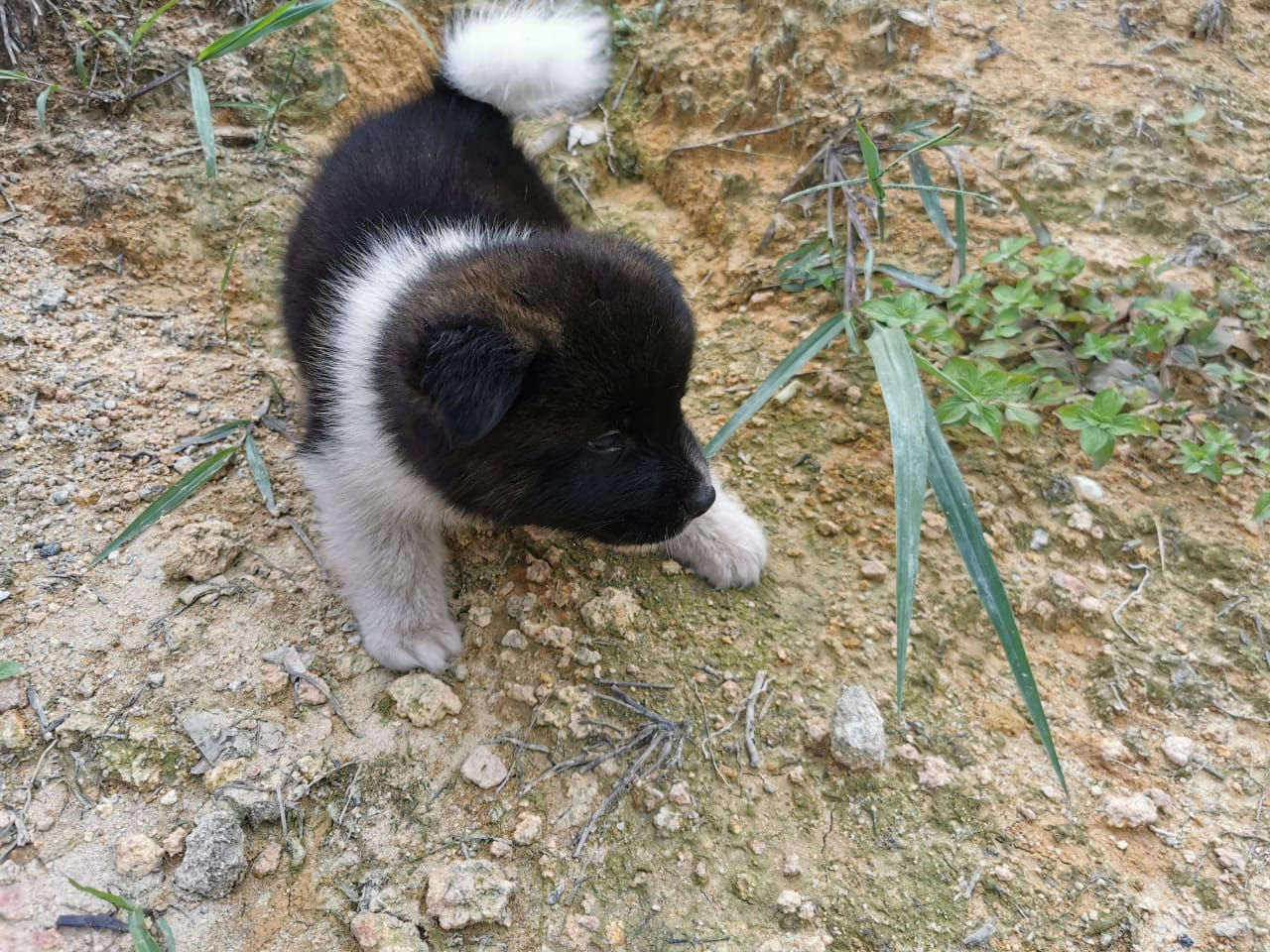 American Akita Puppy (Male)