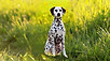 Puppy For Sale Malaysia Dalmation Puppy