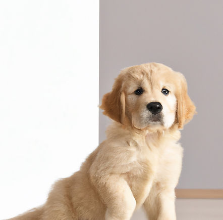 Puppy For Sale Malaysia