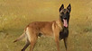 Puppy For Sale Malaysia Malinois Puppy