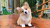 Puppy For Sale Malaysia Welsh Corgi Puppy