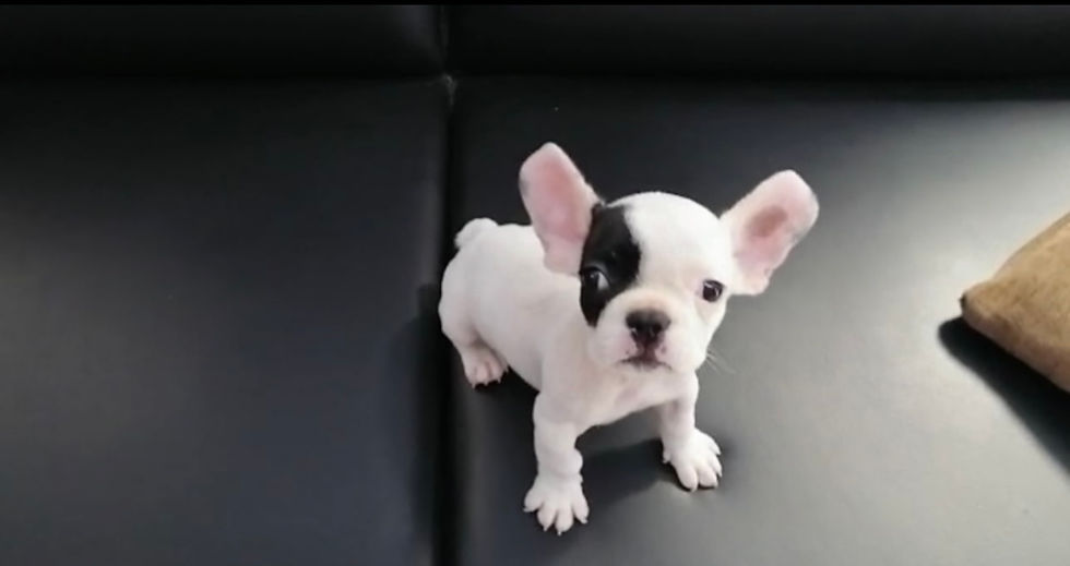Thumbnail: French Bulldog Puppy 