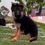 Thumbnail: German Shepherd Puppy (Imported lineage)