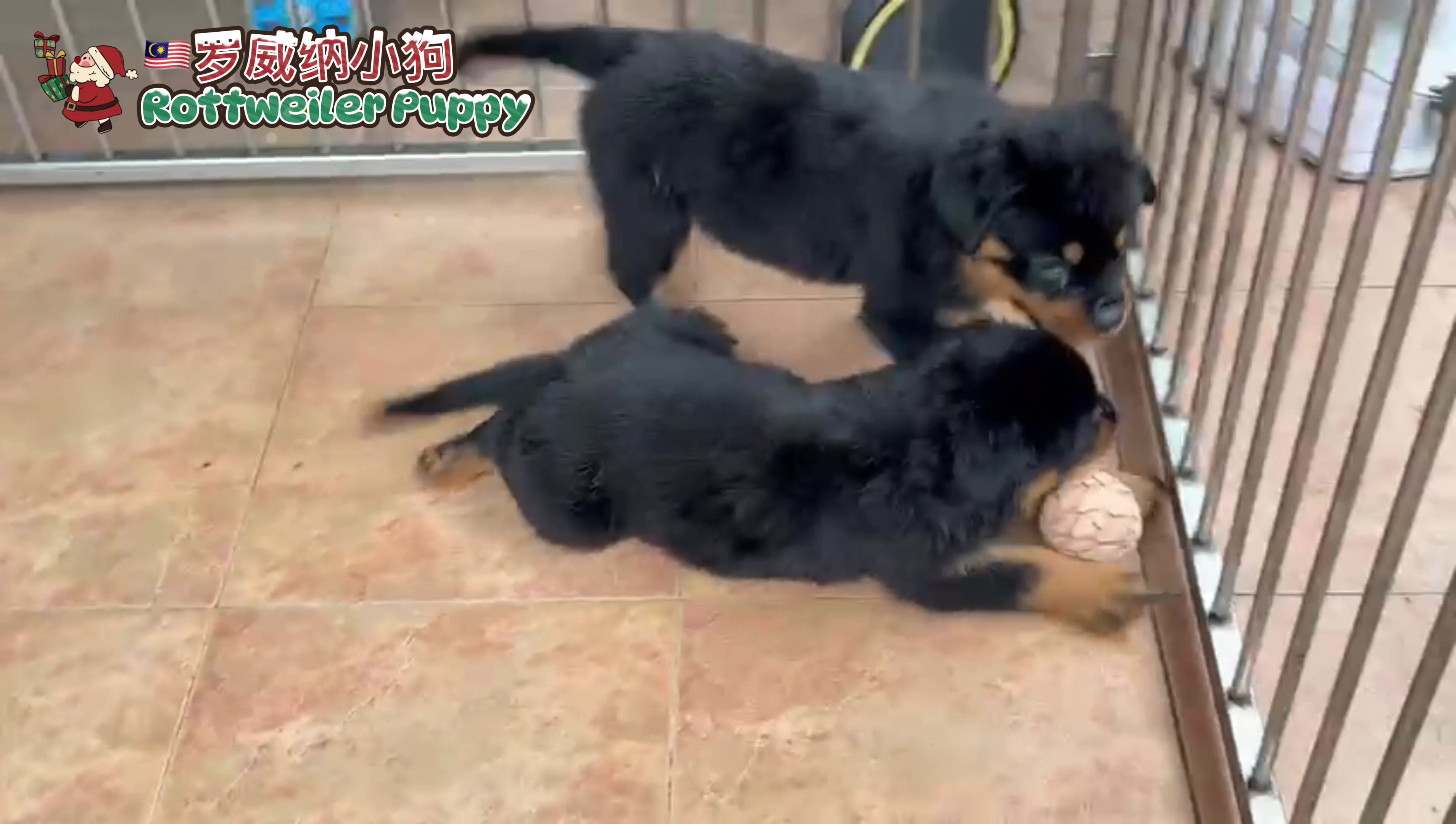 Rottweiler Puppy (Imported lineage)