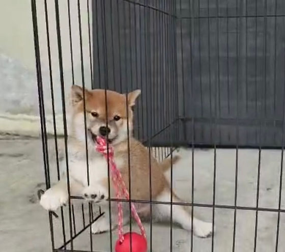 Shiba Inu Puppy (Imported Champion lineage) Puppy For Sale