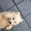 Thumbnail: Samoyed Puppy (Imported from Vietnam)