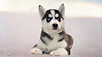 Puppy For Sale Malaysia Husky Puppy