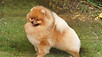 Puppy For Sale Malaysia Pomeranian Puppy
