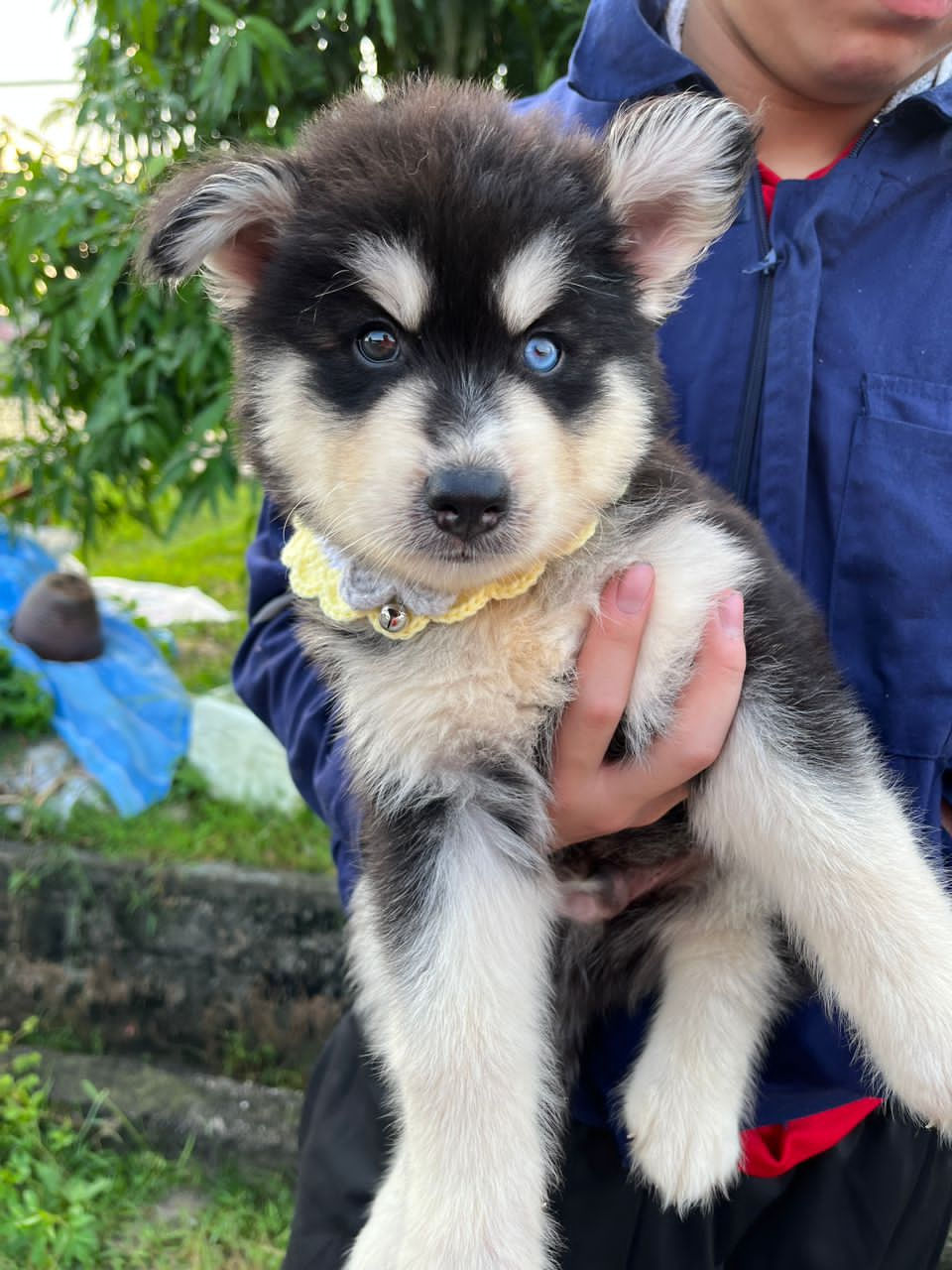 Thumbnail: Alaskan Malamute Mix Wooly Husky Puppy (Male A)