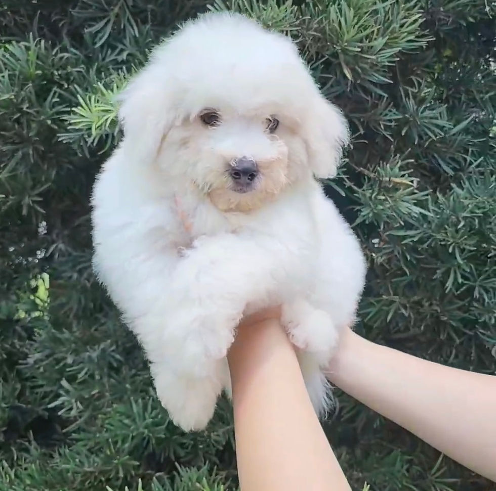 Thumbnail: Bichon Puppy