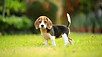 Puppy For Sale Malaysia Beagle Puppy